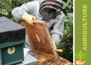 Des ruches connectées : suivez-les en cas de vol